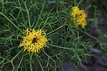 Isopogon ceratophyllus.jpg