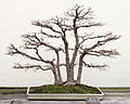A Japanese Maple (Acer palmatum) bonsai, Japanese Collection 40, on display at the National Bonsai & Penjing Museum at the United States National Arboretum. According to the tree's display placard, it has been in training since 1906. It was donated by Ryutaro Azuma.