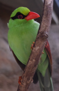 Javan Green Magpie at Chester Zoo.png
