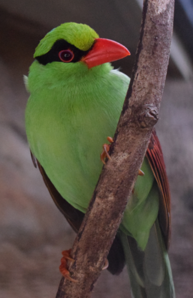 File:Javan Green Magpie at Chester Zoo.png