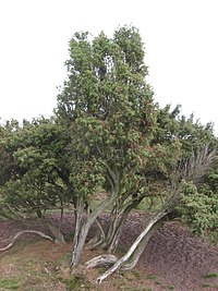 Parastais kadiķis (Juniperus communis)