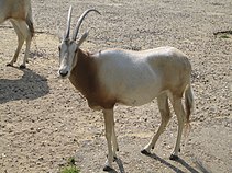 Oryx algazelle en 2007.