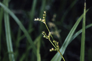 <i>Juncus secundus</i> Species of plant