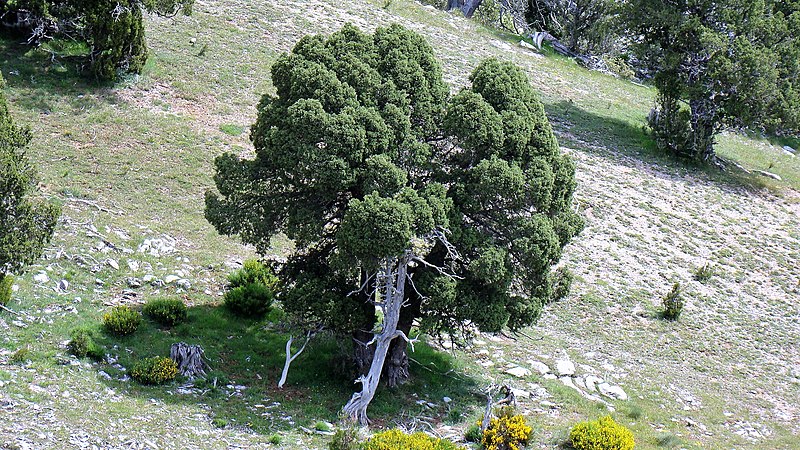 File:Juniperus thurifera. Xinebru turíferu.jpg