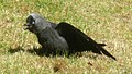 English: Eurasian Jackdaw. Svenska: Kaja, Fagerlund, Väsmestorp, Sörby socken. (6445675, 402405)