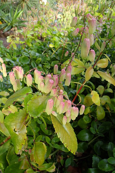 File:Kalanchoe pinnata kz1.JPG