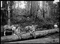 Kauri forest, main trunk line, North Island