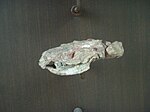 Kayentatherium sp AMNH 7650.jpg