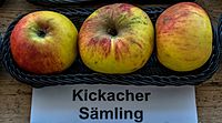 Kickacher seedling jm55227.jpg