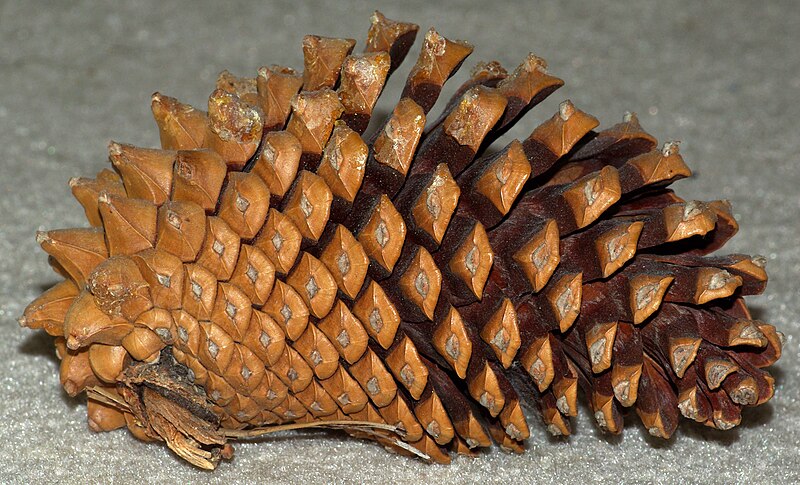 File:Knobcone Pine Cone.jpg