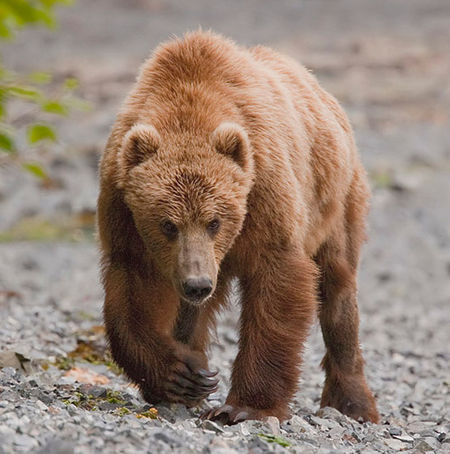 Gấu Kodiak