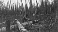 Kuskokwim Reconnaissance expedition member sawing log for raft construction at Camp 66 on bank of Pitka Fork, Alaska, September (AL+CA 3854).jpg