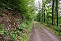 Forests near Blomberg (Lügde)