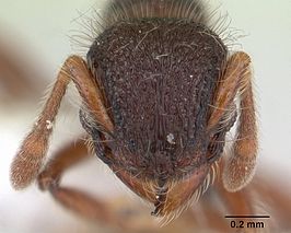 Lachnomyrmex laticeps