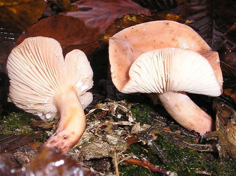 File:Lactarius decipiens 031111w.jpg