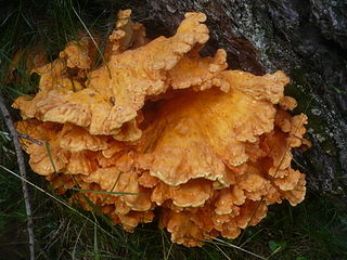 <i>Laetiporus montanus</i> Species of fungus