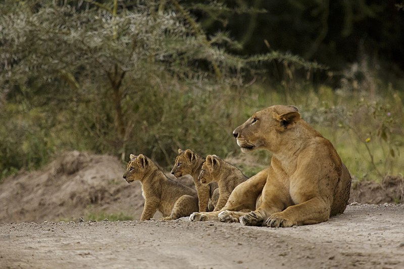 File:Lake Nakuru National Park 11 - lion (Panthera leo).jpg