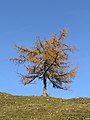 * Nomination European larch at the alpine pasture Göriacher Alm near Turnau, Styria, Austria --Uoaei1 05:57, 21 November 2022 (UTC) * Promotion  Support Good quality. --Ermell 19:41, 21 November 2022 (UTC)