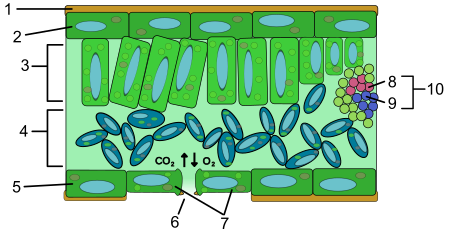 ไฟล์:Leaf_anatomy_numberated.svg