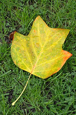 Leaf on grass with water droplets