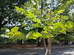 Leaves of a young Kentucky coffee tree in the late summer sunlight.jpg