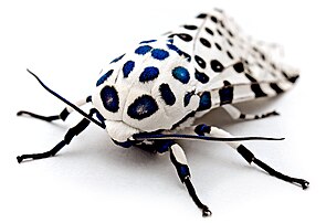 Hypercompe scribonia, un papillon de nuit de l'est des États-Unis. (définition réelle 3 724 × 2 548)