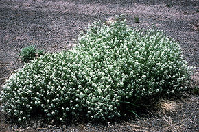 A kép leírása Lepidium montanum.jpg.