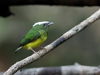 <span class="mw-page-title-main">Snow-capped manakin</span> Species of bird