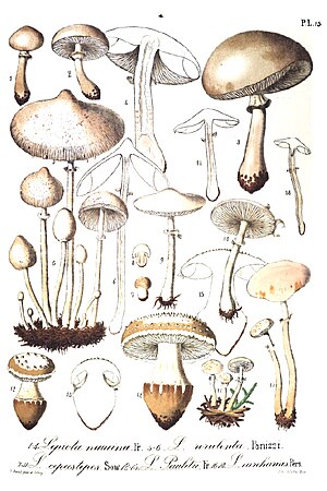 Lepiota species illustrated in Flore mycologique illustrée