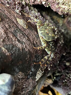 A swift-footed crab/purple rock crab at Shoalhaven, South Coast NSW, Australia