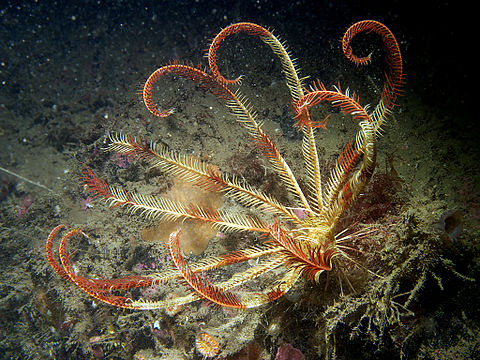 Морская лилия. Морские лилии Ордовик. Морские лилии криноидеи Ордовик. Crinoidea морские лилии. Иглокожие Ордовик.