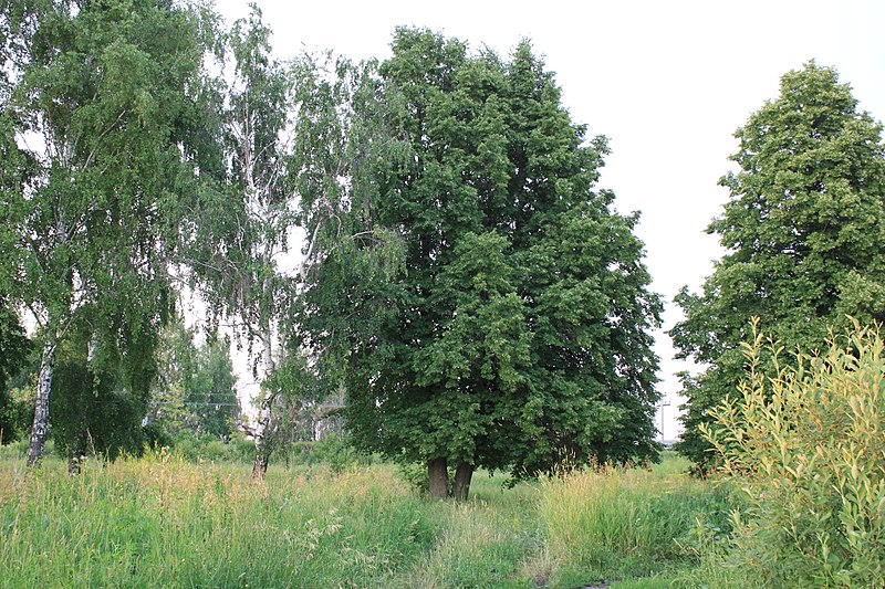 File:Les arbres dans le vert - panoramio.jpg