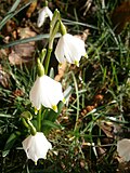 Vignette pour Nivéole de printemps