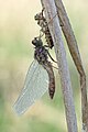 teneral male