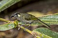 * Nomination Lewin's honeyeater (Meliphaga lewinii mab) --Charlesjsharp 10:07, 7 February 2024 (UTC) * Promotion  Support Good quality. --Ermell 18:10, 7 February 2024 (UTC)