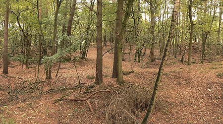 Liebenau Gräberfeld Fundgelände Wald