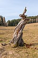 English: Coarse woody debris Deutsch: Totholz eines abgestorbenen Baumes