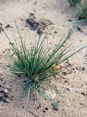 Sandskæg (Corynephorus canescens) Foto: J.-H. Janßen