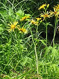 Ligularia japonica üçün miniatür