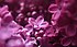 Lilac (4607313332).jpg