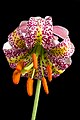 Lilium kelloggii