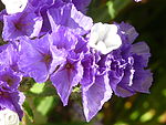 Limonium sinatum 'Midnight Blue' (Plumbagnaceae) flower zoom.JPG