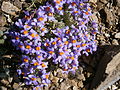 Linaria alpina