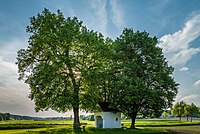 88. Platz: Macb62 Neu! mit Linden am Gemeindeplatz Edenbergen, Naturdenkmal, Landkreis Augsburg, Bayern