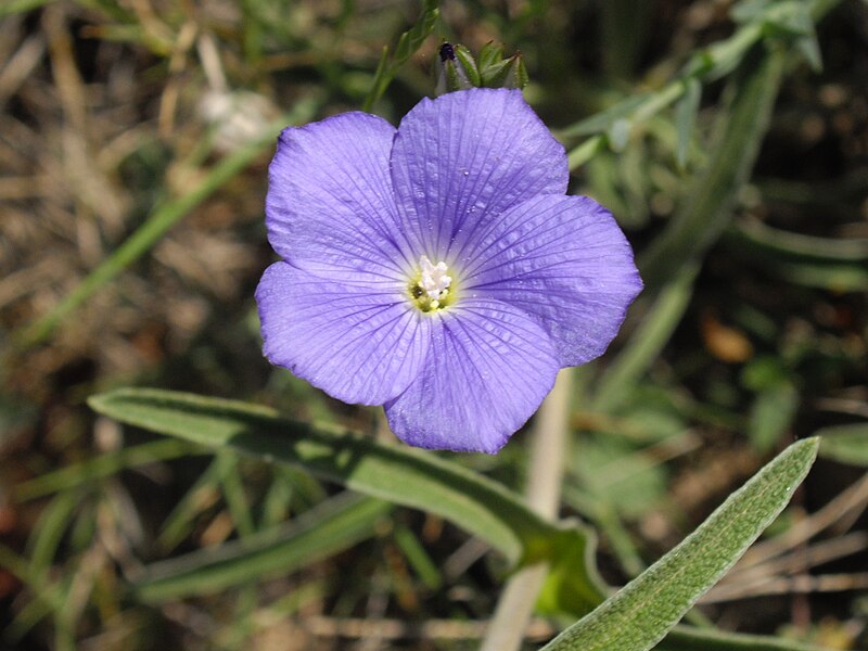 File:Linum narbonense 3.jpg