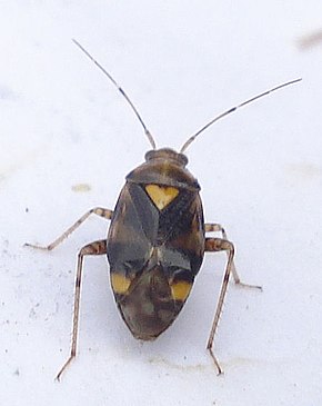 A kép leírása Liocoris tripustulatus.jpg.