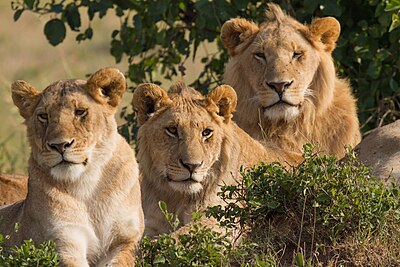 Lions Family Portrait Masai Mara.jpg