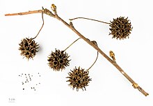 L. styraciflua fruits on stem with seeds to the side Liquidambar styraciflua MHNT.BOT.2006.0.1265.jpg