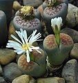 Ottobre 2006 Fioritura di Lithops, un'insolita pianta succulenta.