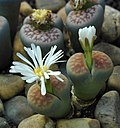 Miniatura para Lithops karasmontana